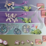 CANCER THEORY CHART